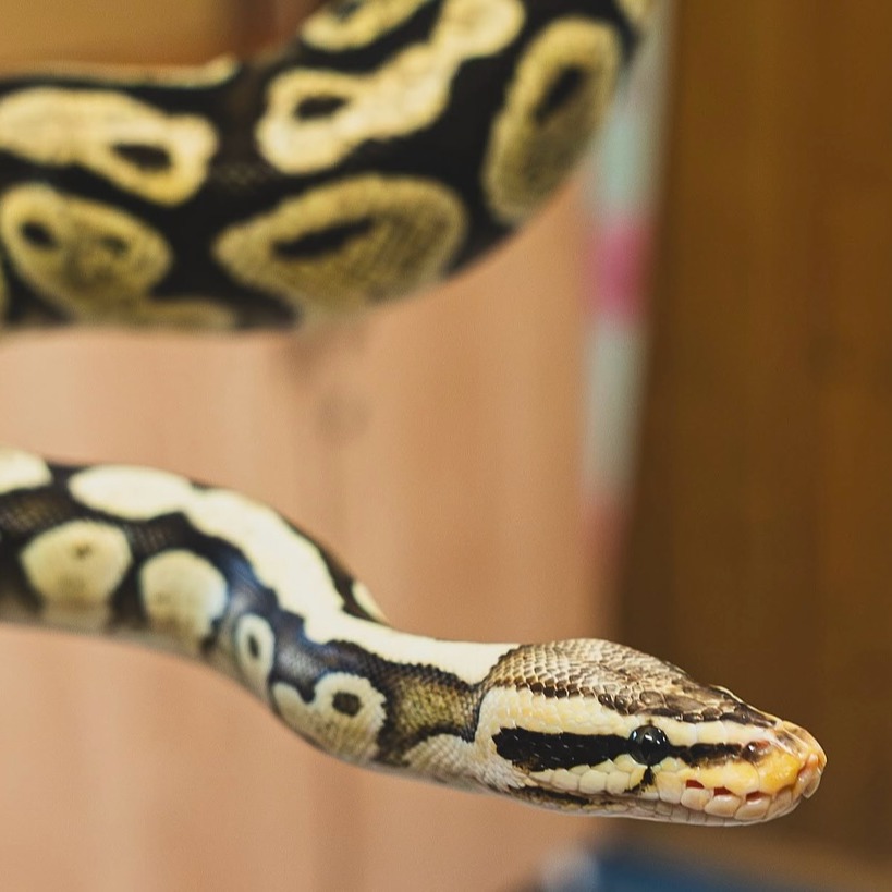 Vastse-Kuuste noortekeskuse mao aasta alguse tähistamine