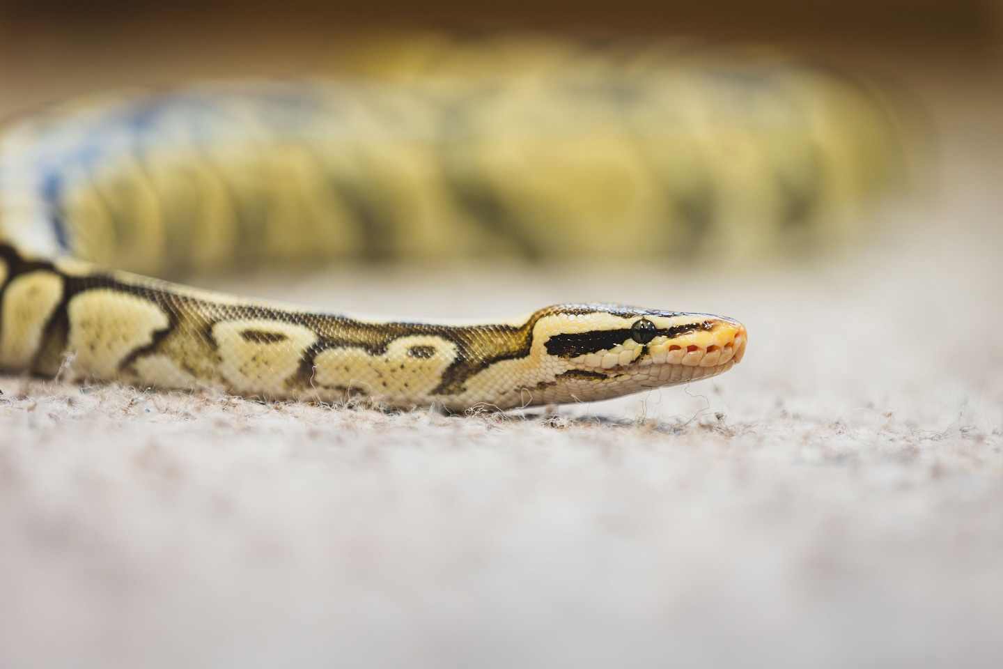 Vastse-Kuuste noortekeskuse mao aasta alguse tähistamine