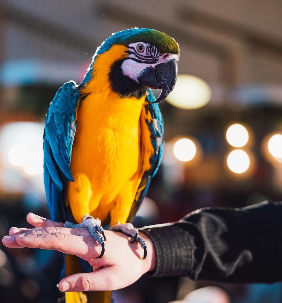 Papagoi Keskuse papagoi Mac